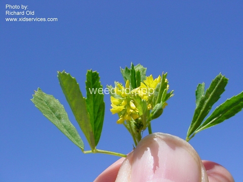 sweetclover, Indian